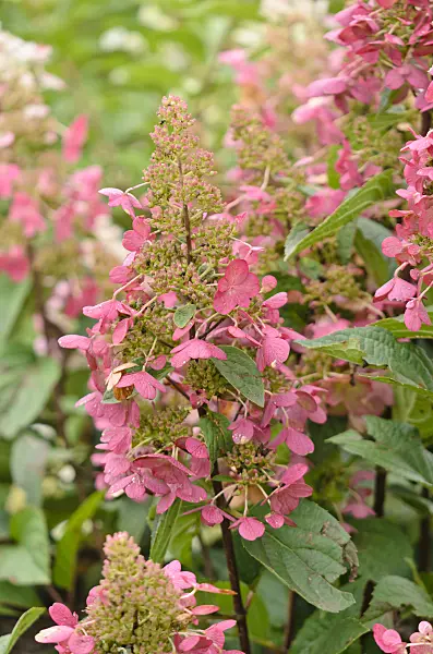 572056 - Panicle hydrangea (Hydrangea paniculata 'Candlelight')