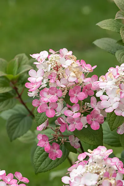 664201 - Panicle hydrangea (Hydrangea paniculata 'Early Sensation')