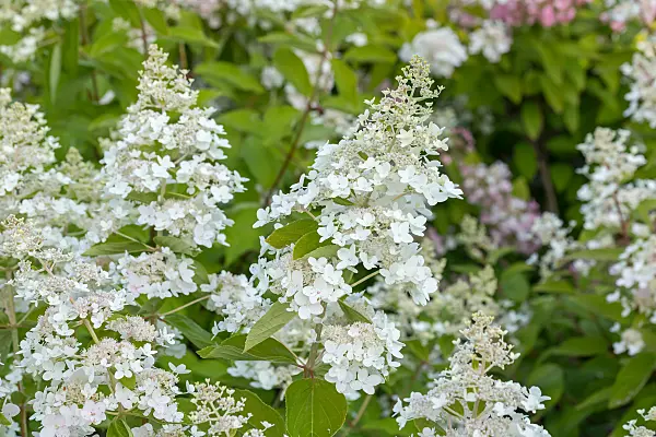675082 - Panicle hydrangea (Hydrangea paniculata 'Everest')