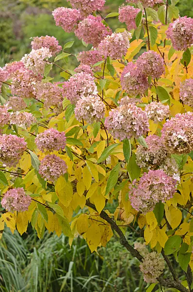 525069 - Panicle hydrangea (Hydrangea paniculata 'Grandiflora')