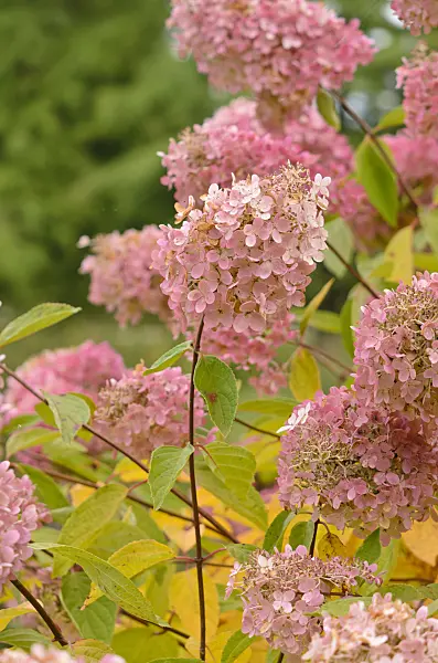525070 - Panicle hydrangea (Hydrangea paniculata 'Grandiflora')