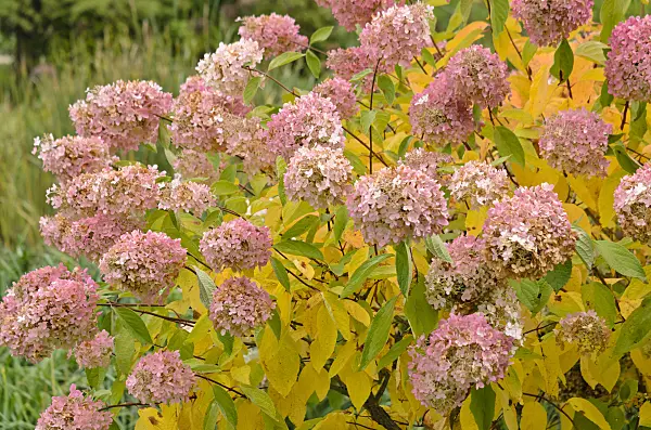 525071 - Panicle hydrangea (Hydrangea paniculata 'Grandiflora')