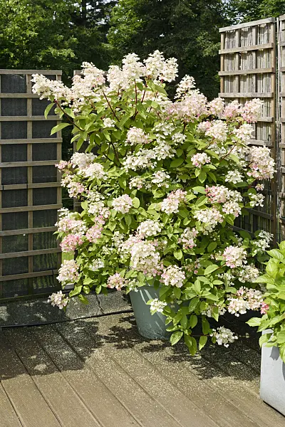 572100 - Panicle hydrangea (Hydrangea paniculata) in a flower tub