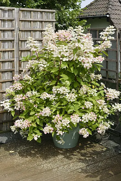572101 - Panicle hydrangea (Hydrangea paniculata) in a flower tub