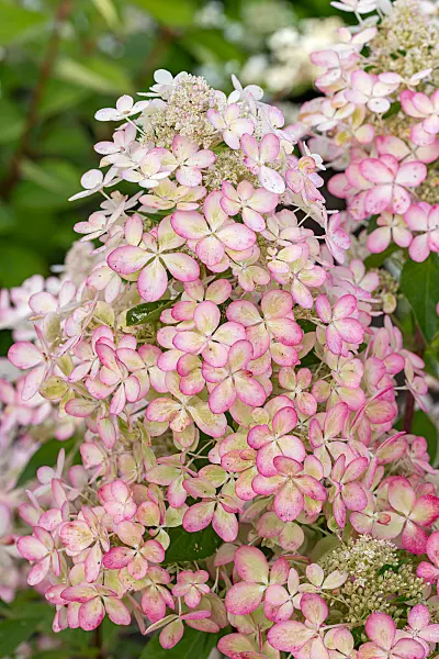 675087 - Panicle hydrangea (Hydrangea paniculata 'Lena')