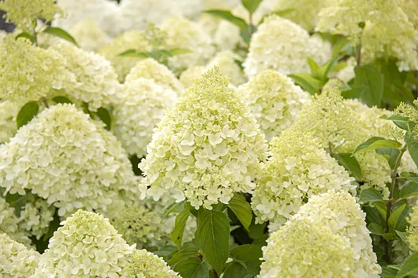 616244 - Panicle hydrangea (Hydrangea paniculata 'Limelight')