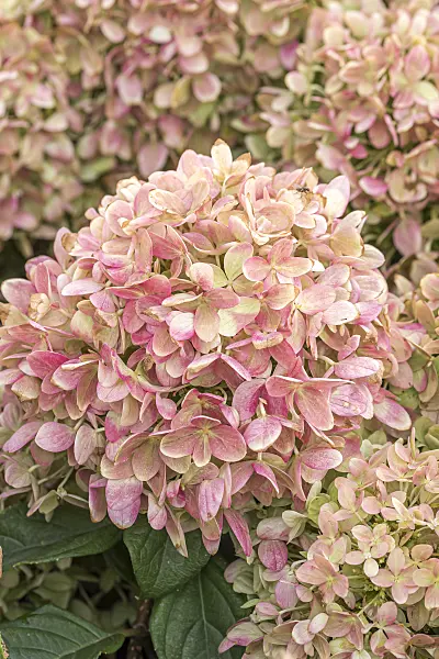 638128 - Panicle hydrangea (Hydrangea paniculata 'Little Lime')