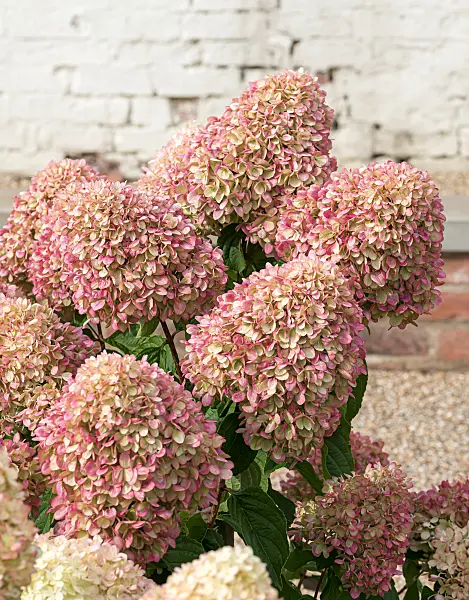 675107 - Panicle hydrangea (Hydrangea paniculata 'Little Lime')
