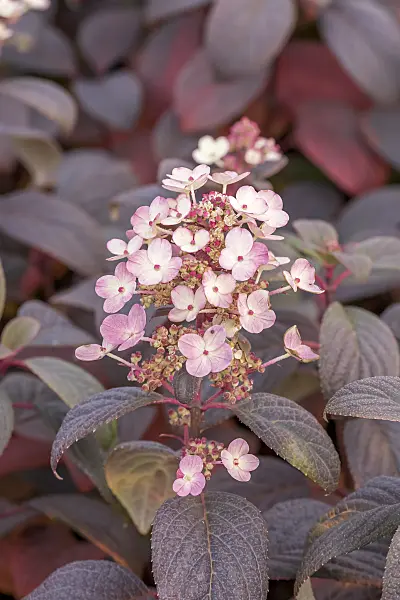 638129 - Panicle hydrangea (Hydrangea paniculata 'Little Quick Fire')