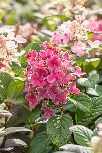 675113 - Panicle hydrangea (Hydrangea paniculata 'Little Quick Fire')