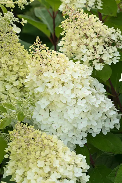 675116 - Panicle hydrangea (Hydrangea paniculata 'Living Colourful Cocktail')