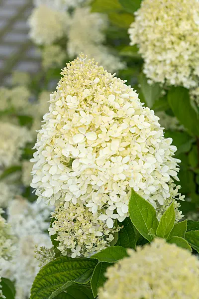 675118 - Panicle hydrangea (Hydrangea paniculata 'Living Cotton Cream')