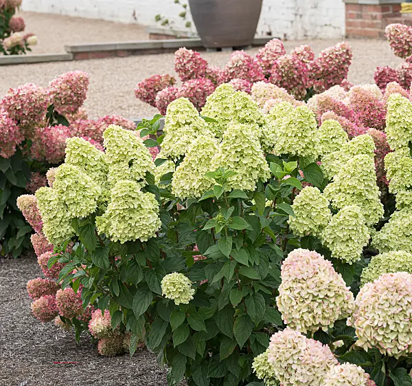 675120 - Panicle hydrangea (Hydrangea paniculata 'Living Little Passion')