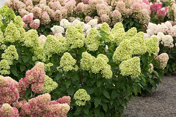 675122 - Panicle hydrangea (Hydrangea paniculata 'Living Little Passion')