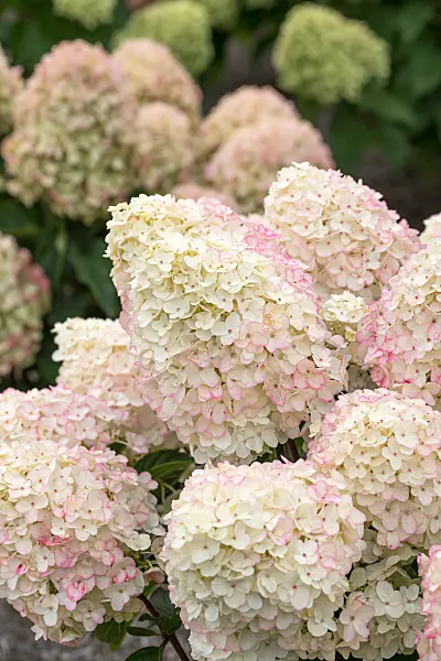 675123 - Panicle hydrangea (Hydrangea paniculata 'Living Little Rosy')