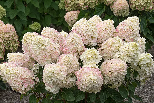 675124 - Panicle hydrangea (Hydrangea paniculata 'Living Little Rosy')