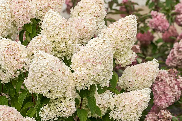 675136 - Panicle hydrangea (Hydrangea paniculata 'Living Sugar Rush')