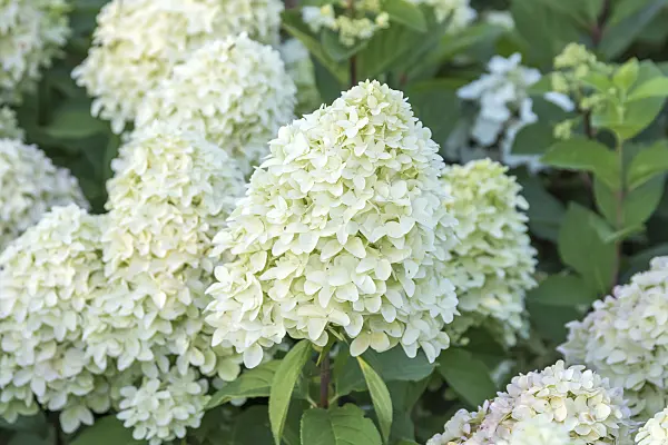 625237 - Panicle hydrangea (Hydrangea paniculata 'Magical Candle')