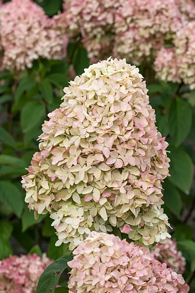 675138 - Panicle hydrangea (Hydrangea paniculata 'Magical Candle')