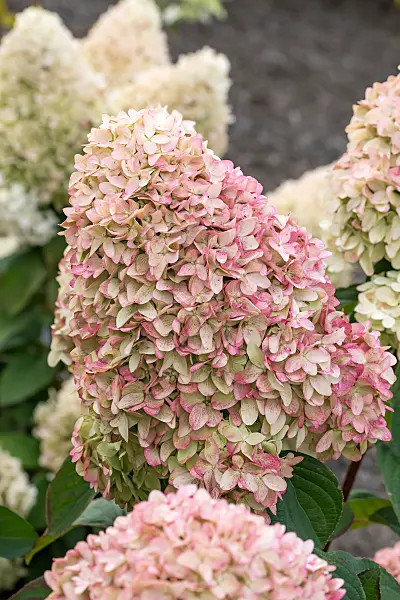 675139 - Panicle hydrangea (Hydrangea paniculata 'Magical Candle')