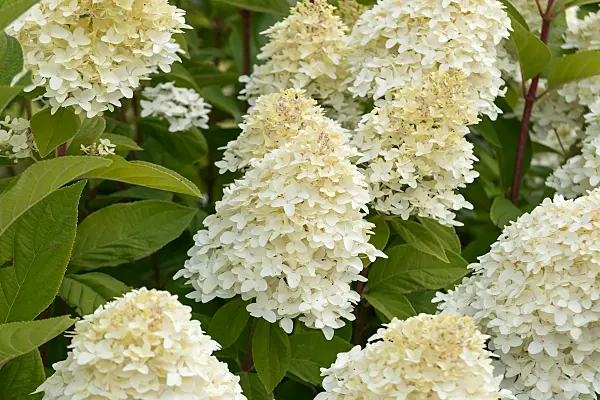 675140 - Panicle hydrangea (Hydrangea paniculata 'Magical Candle')