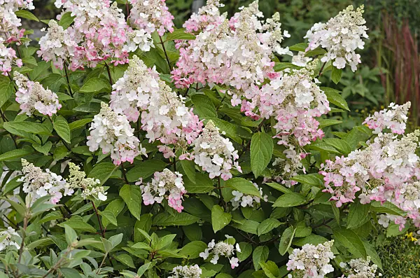 523124 - Panicle hydrangea (Hydrangea paniculata 'Magical Fire')