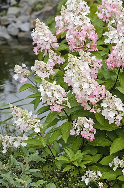 523125 - Panicle hydrangea (Hydrangea paniculata 'Magical Fire')