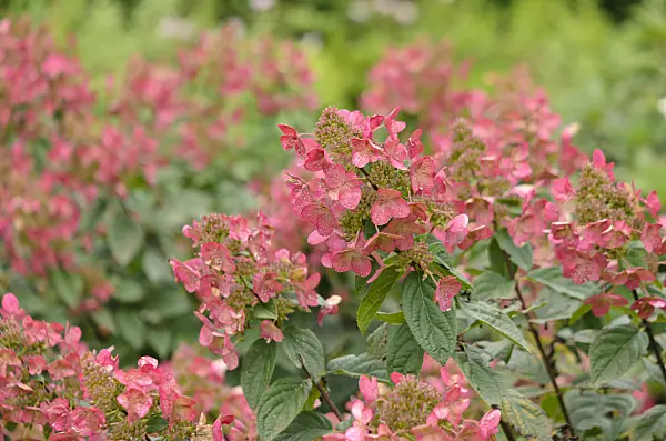 572057 - Panicle hydrangea (Hydrangea paniculata 'Magical Fire')