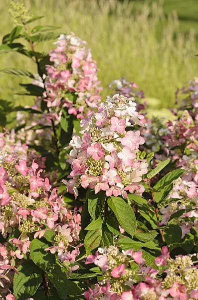 535033 - Panicle hydrangea (Hydrangea paniculata 'Magical Flame')