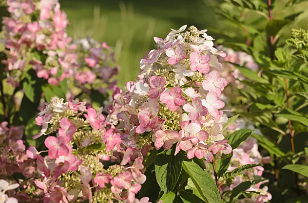 535034 - Panicle hydrangea (Hydrangea paniculata 'Magical Flame')