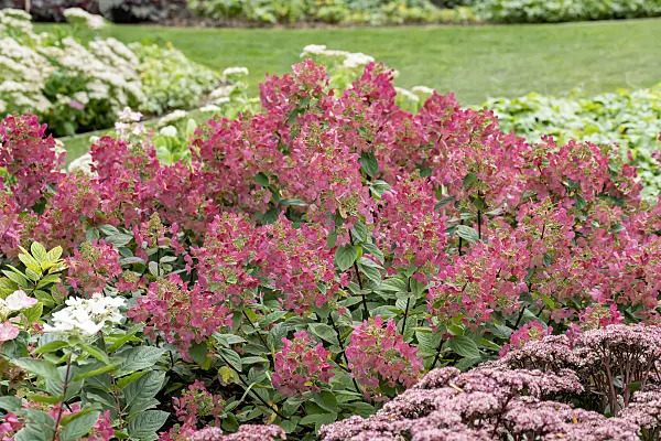 635055 - Panicle hydrangea (Hydrangea paniculata 'Magical Flame')