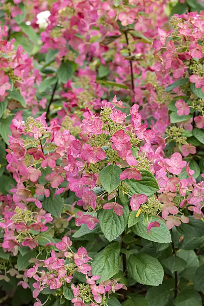 635056 - Panicle hydrangea (Hydrangea paniculata 'Magical Flame')