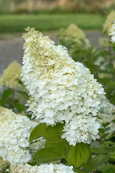 675145 - Panicle hydrangea (Hydrangea paniculata 'Magical Moon Light')