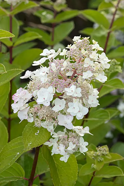 675147 - Panicle hydrangea (Hydrangea paniculata 'Mega Mindy')