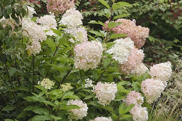 572058 - Panicle hydrangea (Hydrangea paniculata 'Mega Pearls')