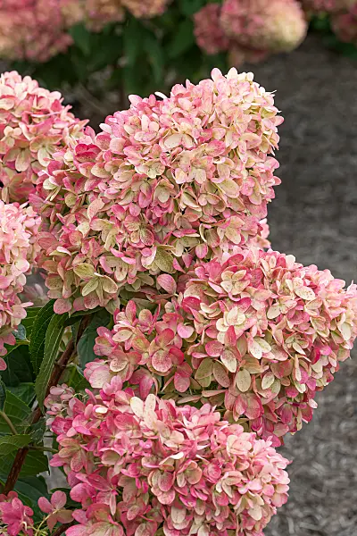 675148 - Panicle hydrangea (Hydrangea paniculata 'Mojito')