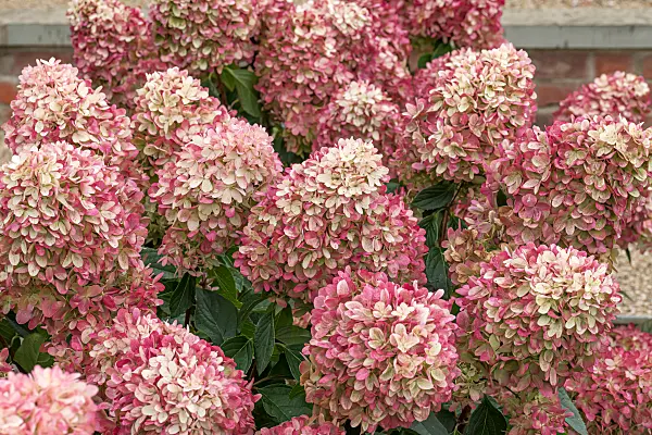 675149 - Panicle hydrangea (Hydrangea paniculata 'Mojito')