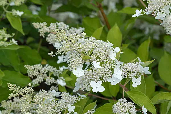 675090 - Panicle hydrangea (Hydrangea paniculata 'National Arboretum')