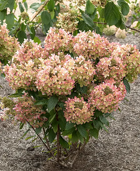 675151 - Panicle hydrangea (Hydrangea paniculata 'Pastelgreen')