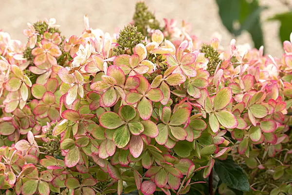 675152 - Panicle hydrangea (Hydrangea paniculata 'Pastelgreen')