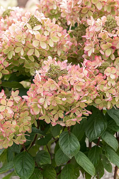 675154 - Panicle hydrangea (Hydrangea paniculata 'Pastelgreen')