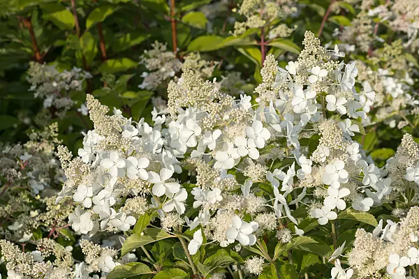 675091 - Panicle hydrangea (Hydrangea paniculata 'Pink Lady')