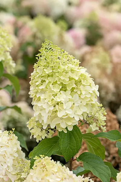 664202 - Panicle hydrangea (Hydrangea paniculata 'Pinkachu')