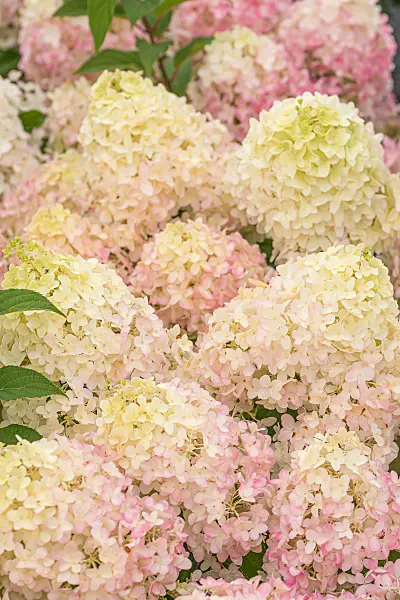 664203 - Panicle hydrangea (Hydrangea paniculata 'Pinkachu')