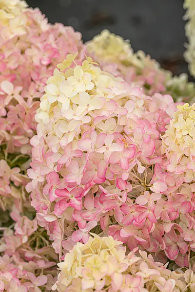 664204 - Panicle hydrangea (Hydrangea paniculata 'Pinkachu')