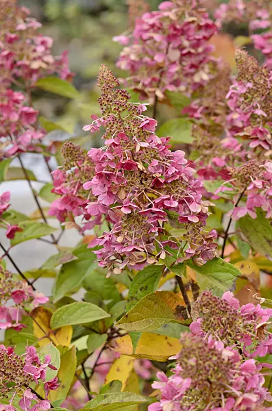 525066 - Panicle hydrangea (Hydrangea paniculata 'Pinky Winky')