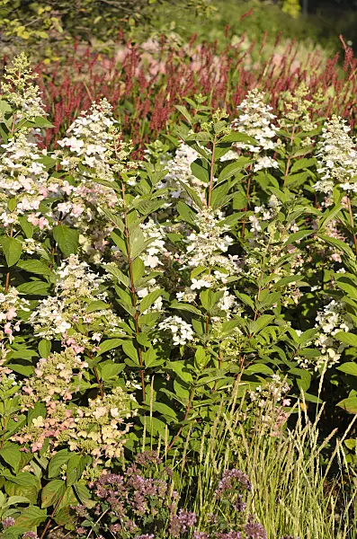 535036 - Panicle hydrangea (Hydrangea paniculata 'Pinky Winky')