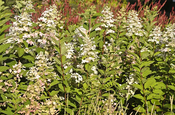 535037 - Panicle hydrangea (Hydrangea paniculata 'Pinky Winky')