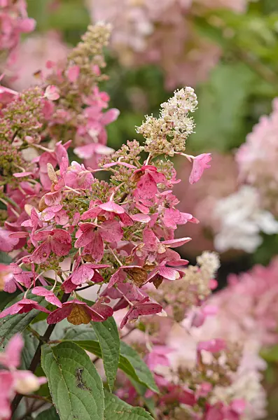 572054 - Panicle hydrangea (Hydrangea paniculata 'Pinky Winky')
