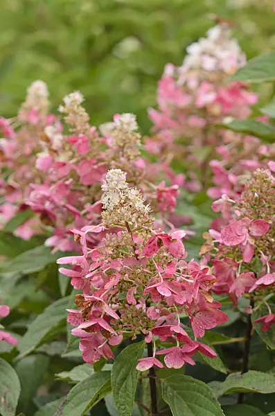 572055 - Panicle hydrangea (Hydrangea paniculata 'Pinky Winky')